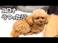 飼い主が回復したら、ぽんちゃんの調子が悪くなりました