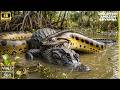 Wild Life Amazon Jungle Snake Video Most Dangerous Anaconda Hunting Discovery Channel