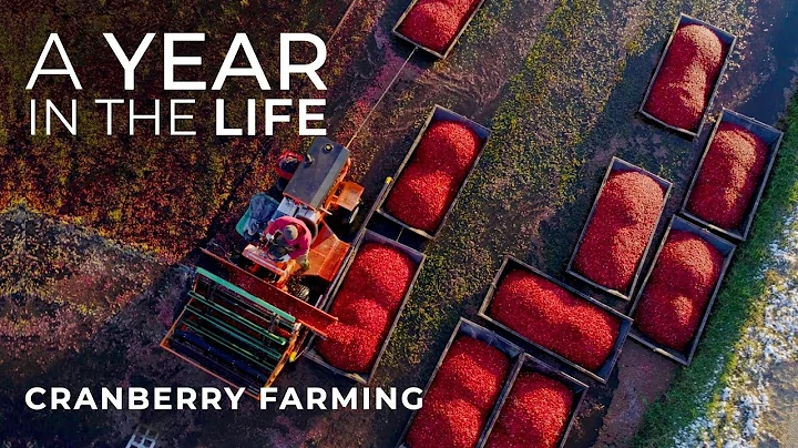 Cranberry Farming Start to Finish | Jacob Searls C...