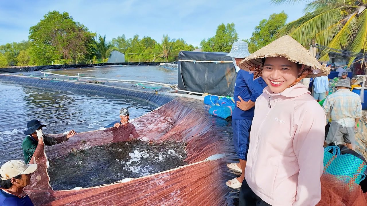 Креветки внезапно перестали есть. Ча Ань Куа тут же вырастил целый пруд с 35 креветками возрастом...