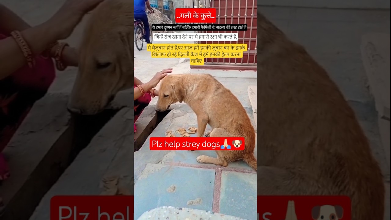 plz help strey dogs 🙏🏻🐶#shorts #savedelhidogs#youtubeshorts #viral #streydog#animalover