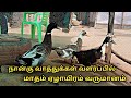 நான்கு நாட்டு வாத்துக்கள் வளர்ப்பில் மாதம் ஏழாயிரம் வருமானம் || country duck mini farm in tamil