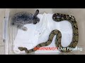 Warning! Live Feeding | Boa Constrictor Eating Rabbit | افتراس