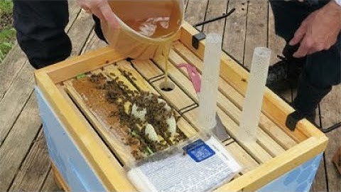 First Inspection of the Arataki Bee Hive following installation