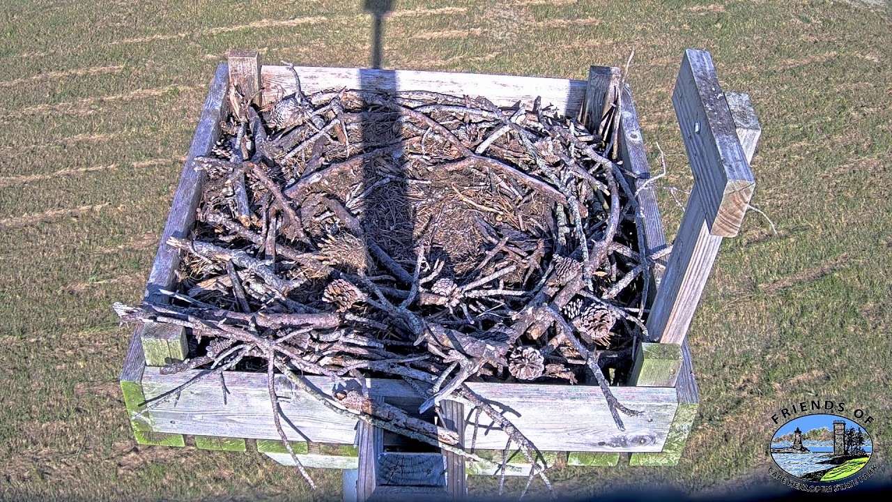 Osprey Webcam Cape Henlopen State Park, Lewes, Delaware