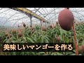 チムドンドンする沖縄県産のマンゴーハルサー