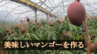 チムドンドンする沖縄県産のマンゴーハルサー