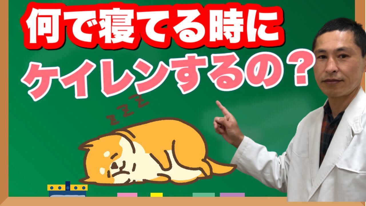 犬が睡眠時に痙攣する理由 Youtube