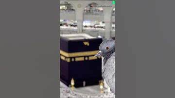 #تلاوة_هادئة  #الحمدلله #اكسبلور #قران_كريم #الحرم_المكي #استغفر_الله #راحة_نفسية #بندر_بليلة #quran