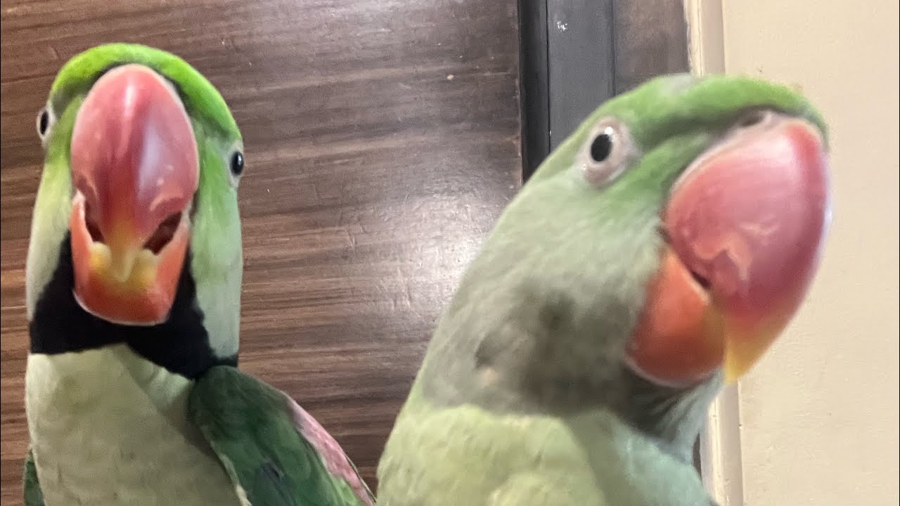 Parrot Videos Meet My Parrots 🦜