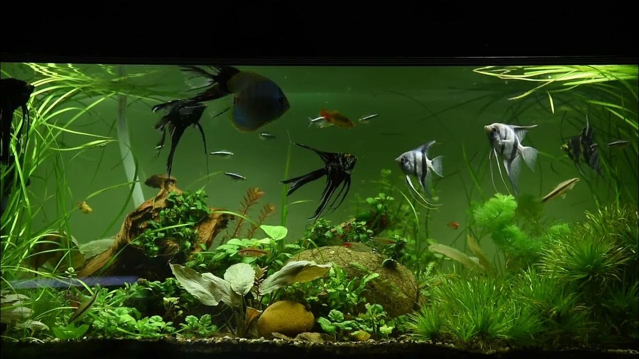 [White Noise] "Aquarium fish tank water sound" is stable, quiet and