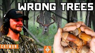 鹿が本当に好むオークの木（ほとんどのハンターはこれを間違えている） screenshot 1