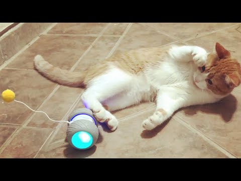 enzo-the-cat-unboxing-his-new-ralthy-robotic-cat-toy-#2kidsinapod-#unboxingcat-#vanlifecat