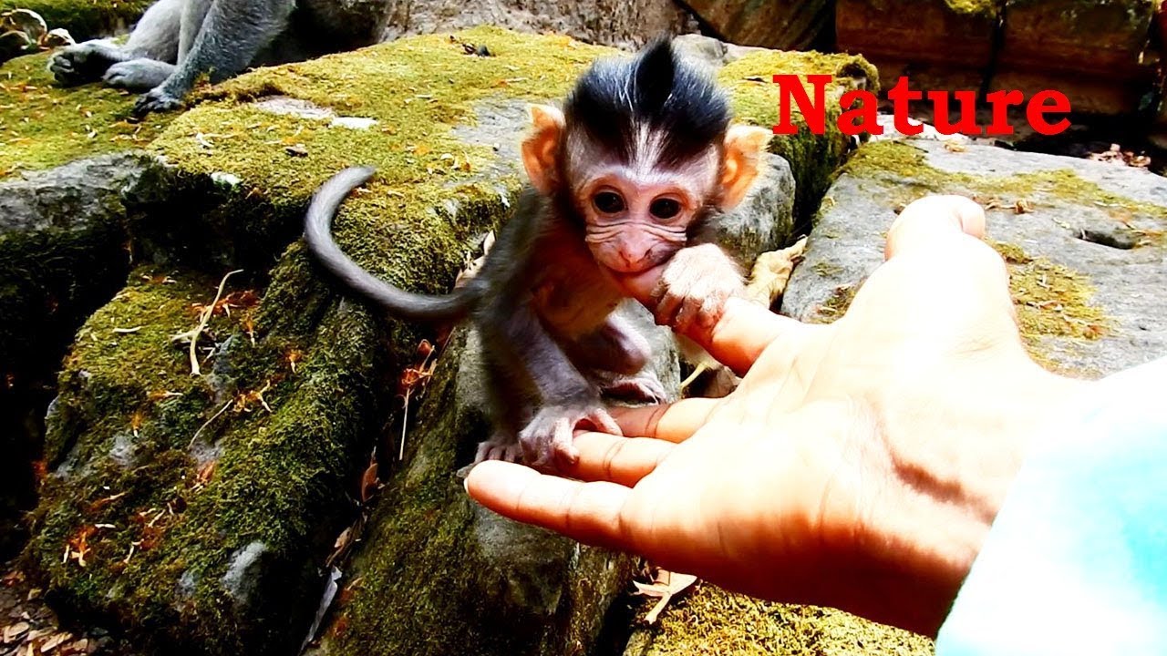 handler A Very Friendly Little Baby Polino_Hugging Hand And Hugging King And Hugging Mummy