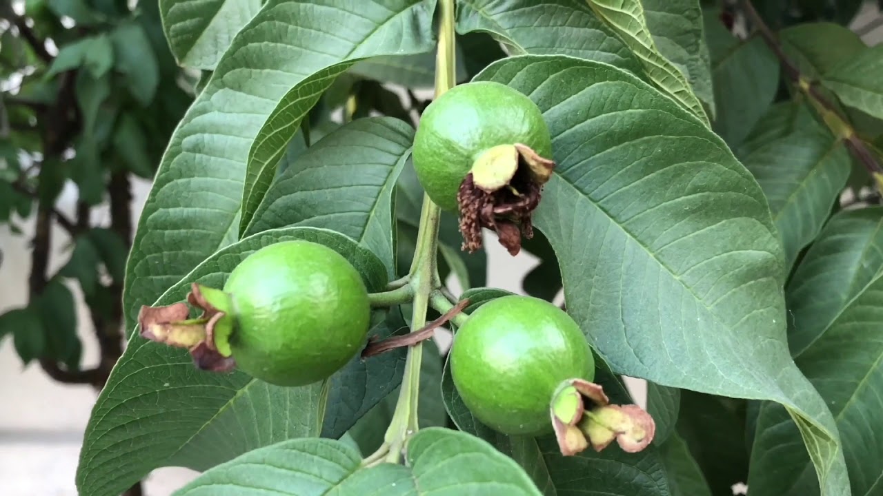 Family Home Garden Mirpur Azaad Kashmir