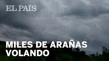 ¿Existe la lluvia de arañas?