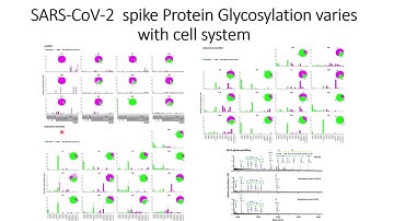 SARS-CoV-2 Spike protein glycosylation varies with different cell system #Code: 306