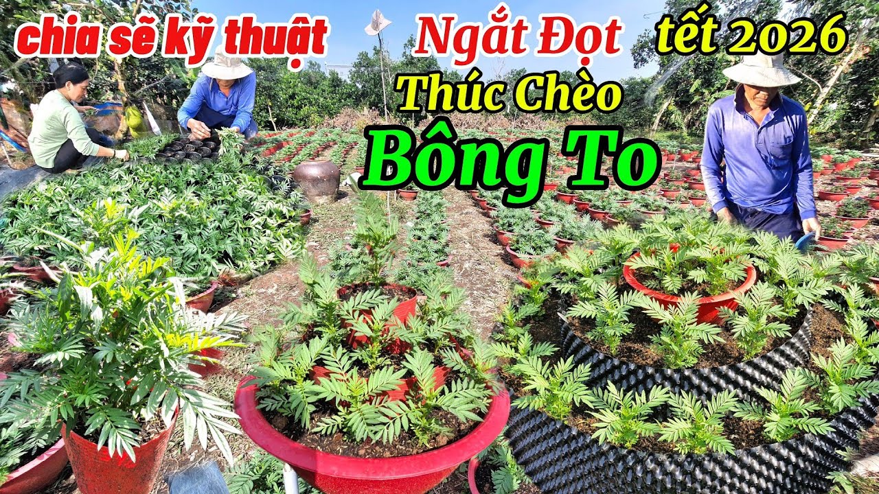 Hướng dẫn kỹ thuật Ngắt Đọt .Thúc Chèo.Tạo Nụ.Dâm Đọt chăm sóc cây phát mạnh cho bông to tết 2026