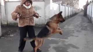 Training.ОХРАНА ХОЗЯЙКИ!Security owner.Немецкая овчарка Викки. Оdessa. Training.ОХРАНА ХОЗЯЙКИ!Security owner.Немецкая овчарка Викки. Оdessa.