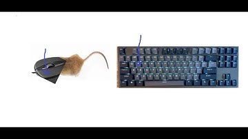 how to win every hypixel sumo game