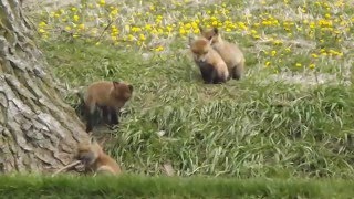 Baby fox kits wrestling and playing near their den.