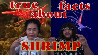 True Facts About Shrimp! | ZeFrank Reaction