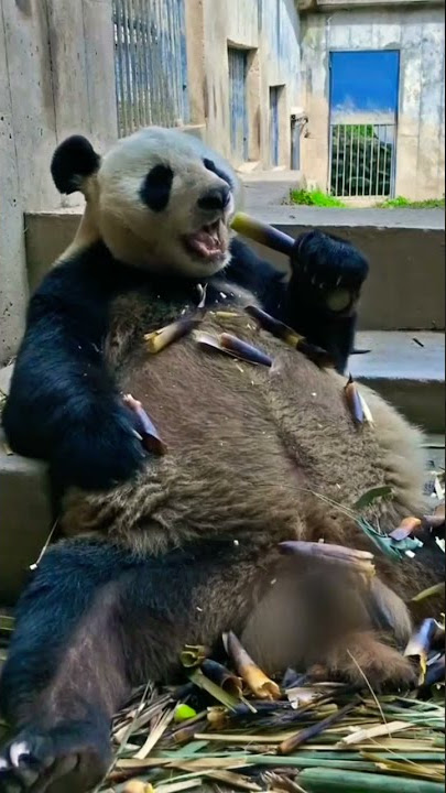 PANDA SANTUY | #eating #panda #santuy #refreshing #funny #funnyvideo