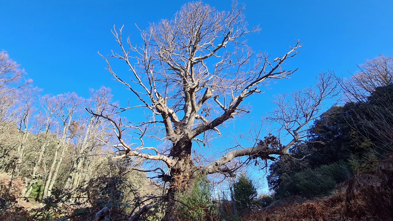Ruta de los Castaños de calabazas y la Chorrera (Castañar de Ibor, Cáceres).