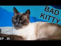 Siamese cat almost ruined our vacation (we almost came home early)