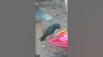 Close-up of a Broad-billed Hummingbird just feet away from me in Madera Canyon, AZ. 2025.