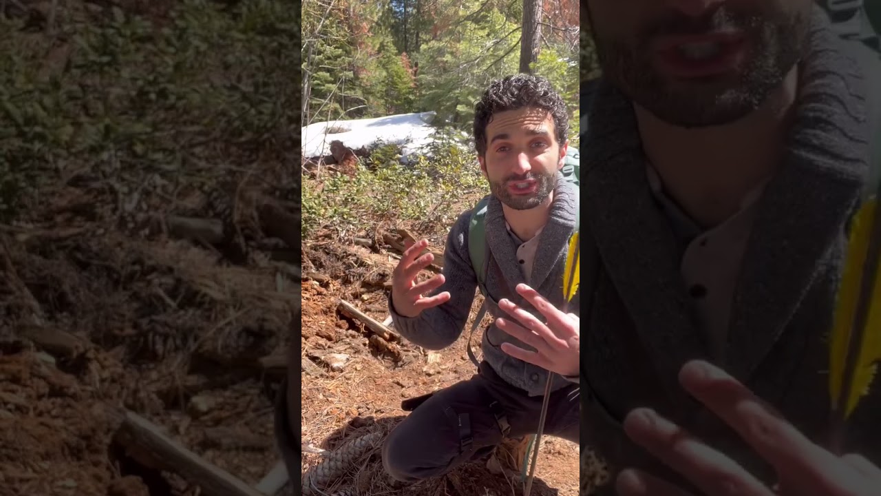 Go Bears - - - #nature #bushcraft #survival #animalencounters #wildlife #naturetips #hiking