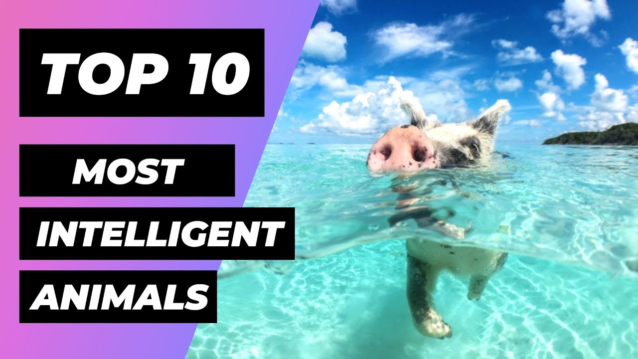 Top 10 Most Intelligent Animals in the World | 1 Minute Animals - YouTube
