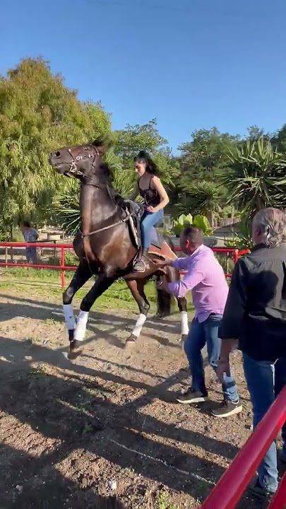 controlling the rearing horse by a beautiful lady #horseriding #horsepower #rearing