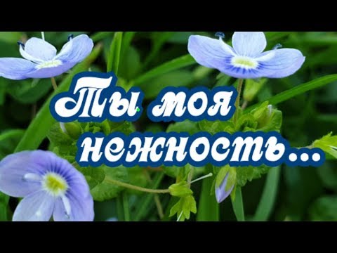 Песни крым ты моя нежность