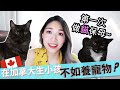 【Eng Vlog】一日貓保姆體驗 | 在加拿大生小孩不如養寵物? 寵物的地位有多高？What happens when a dog lover cat sits for the first time