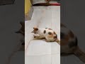 Biral er Khela# Cat