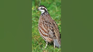 Những sự thật thú vị về loài chim cút (phần 2) #suthatthuvi #kienthuc #dongvat