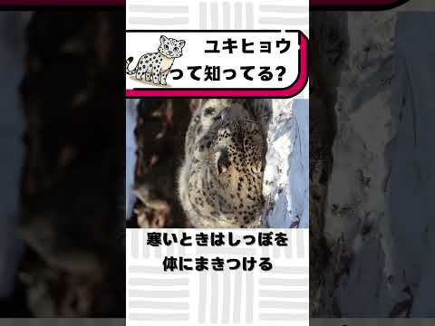 ユキヒョウって知ってる？#都音ゆずたみ #雑学 #豆知識
