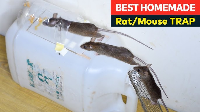 Best Mouse Trap Bottle - Trap Rat Trap Homemade - DIY Mouse Trap