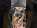 My dog refuses all veggies