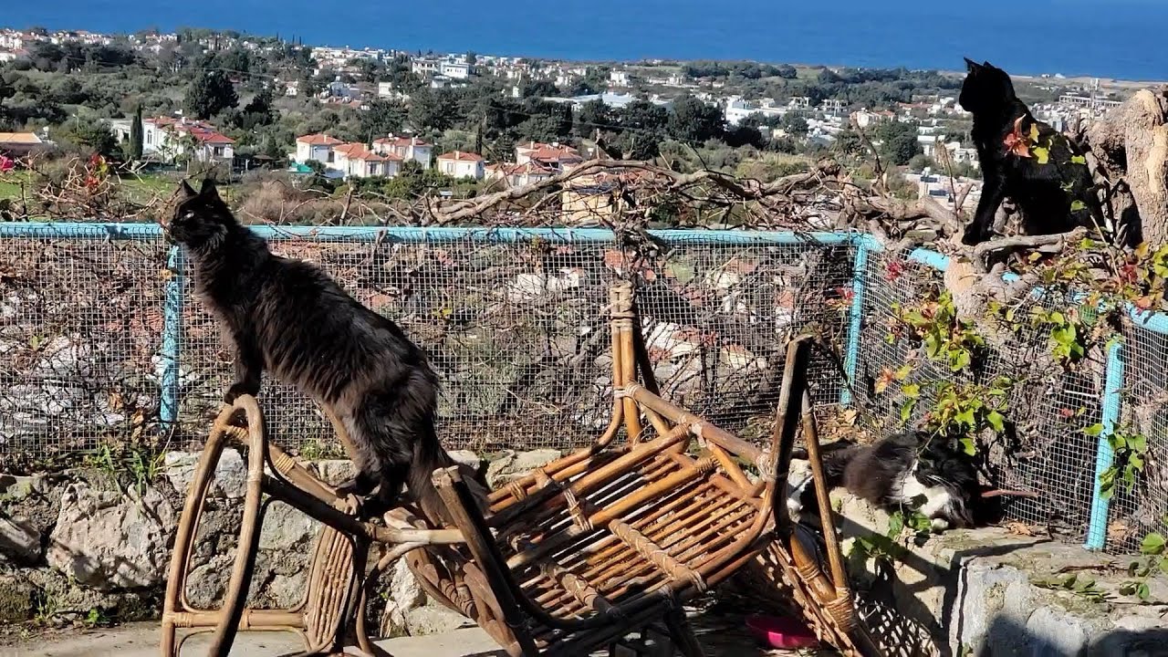 Blind cats Hugo, Keira &  Wolfy, having fun in the sun 😍