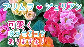 プリムラ ジュリアンの育て方 株の選び方 株分け 花がら摘み 種まき 枯れる理由 寄せ植えの方法 種取りの仕方 夏越しの方法 Youtube