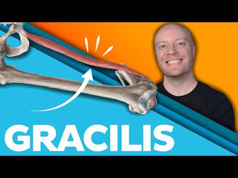 Gracilis Muscle Made EASY (Origin, Insertion & Actions)