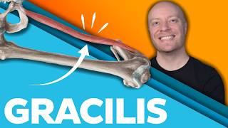 The Most Overlooked Thigh Muscle (And Why It Matters)