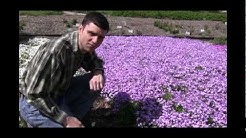How to Grow and Care for Phlox Video 