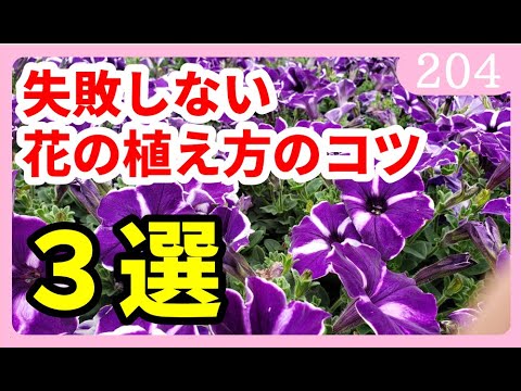 失敗しない花の植え方 植え付けのポイント３選 園芸 ガーデニング 初心者ｂｙ園芸チャンネル 4 Youtube