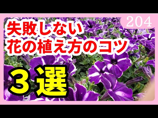 失敗しない花の植え方 植え付けのポイント３選 園芸 ガーデニング 初心者ｂｙ園芸チャンネル 4 Youtube