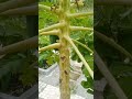Cách xử Lý Cây Đu Đủ Không Đậu Trái , Rụng Trái Non