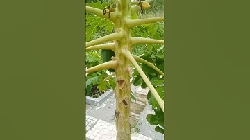 Cách xử Lý Cây Đu Đủ Không Đậu Trái , Rụng Trái Non