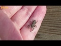 This cute SPIDER is actually your friend! | Jumping Spiders